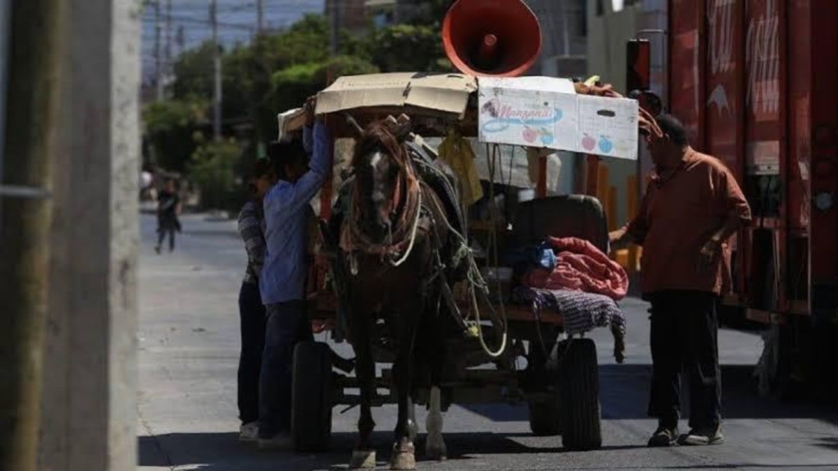 Identifica municipio 53 casos de tracción animal; 15 están en mal estado