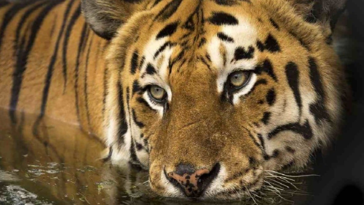 ¡Se triplica población de tigres salvajes de Nepal!