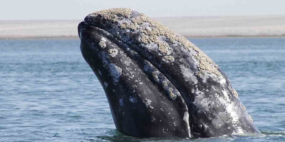 Ballena se come a dos personas de un kayak en California