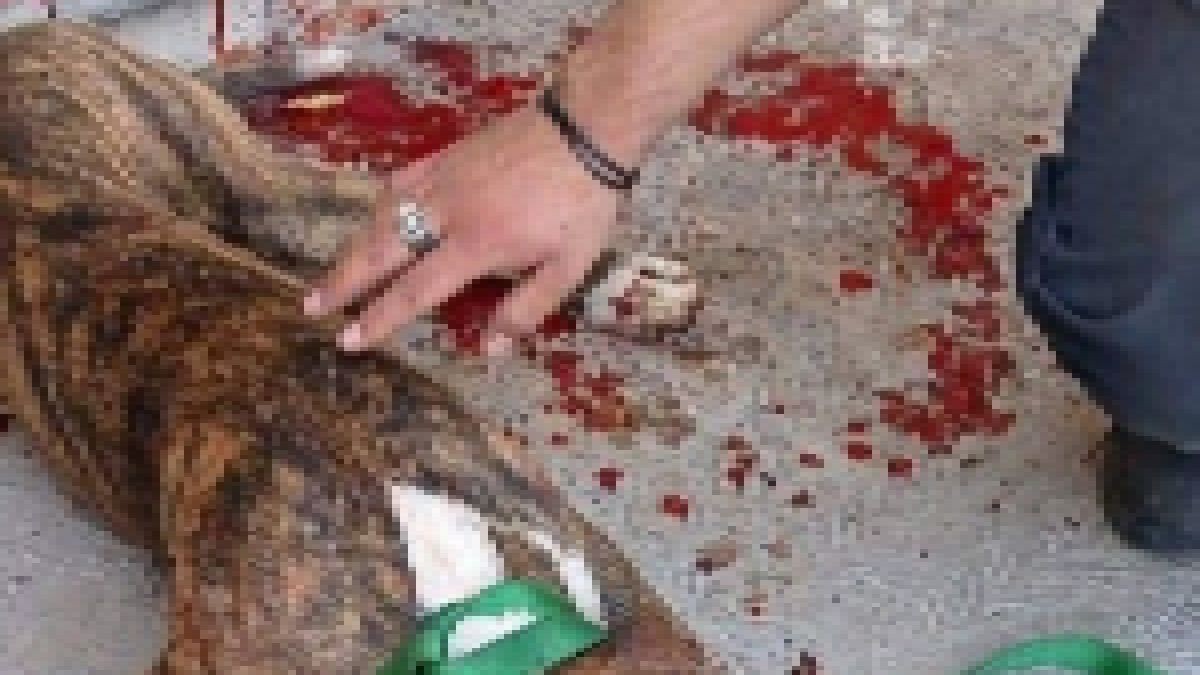 Denuncian que mataron al perro de la colonia San Miguel de Rentería