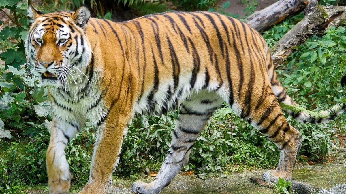 Zoológico de Irapuato recibirá a tres felinos rescatados de santuario