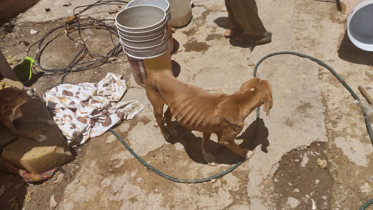 Habrá más sanciones por maltrato animal, anticipa alcaldesa