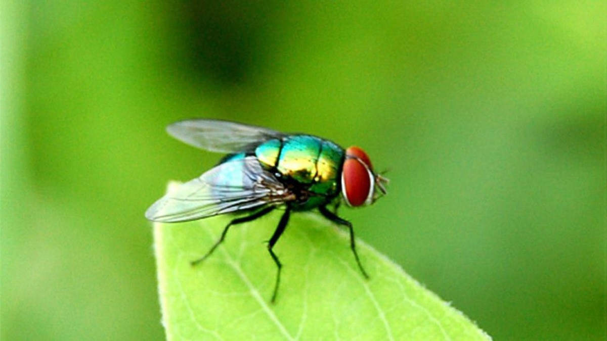 ¿Las cucarachas y las moscas transmiten el covid?