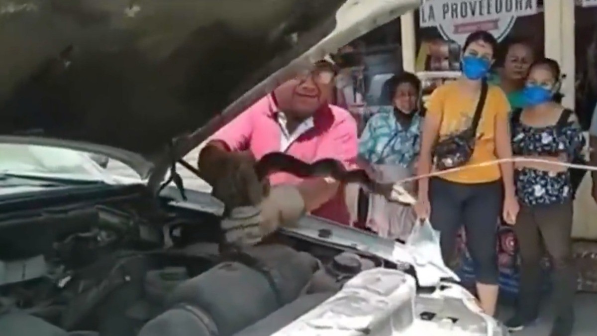 ¡Hallan boa en motor de camioneta!