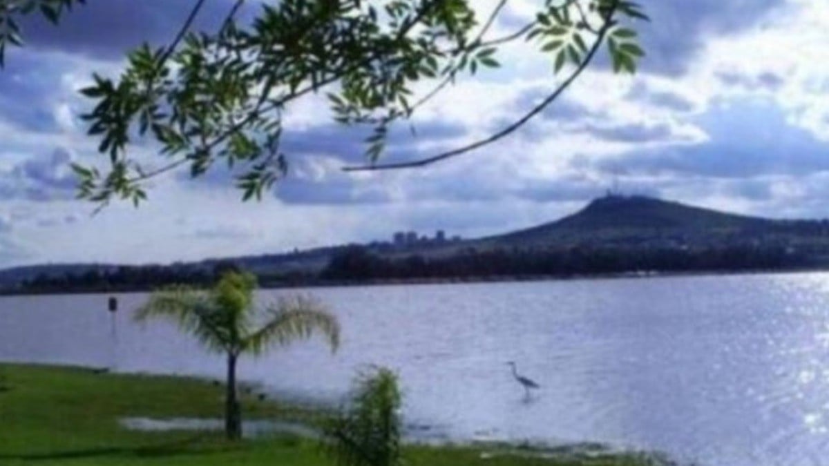 Tienen plaga el 33% de los árboles del Parque Metropolitano