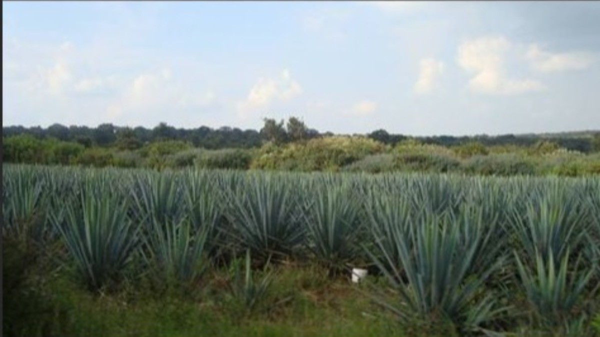 Agave podría controlar peso y diabetes en las personas