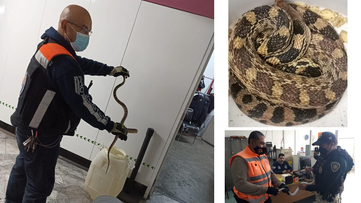 Hallan serpiente ¡en el metro!
