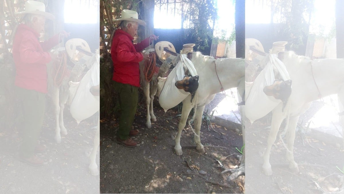 Abuelito viaja 3 horas a caballo para esterilizar a su perrita