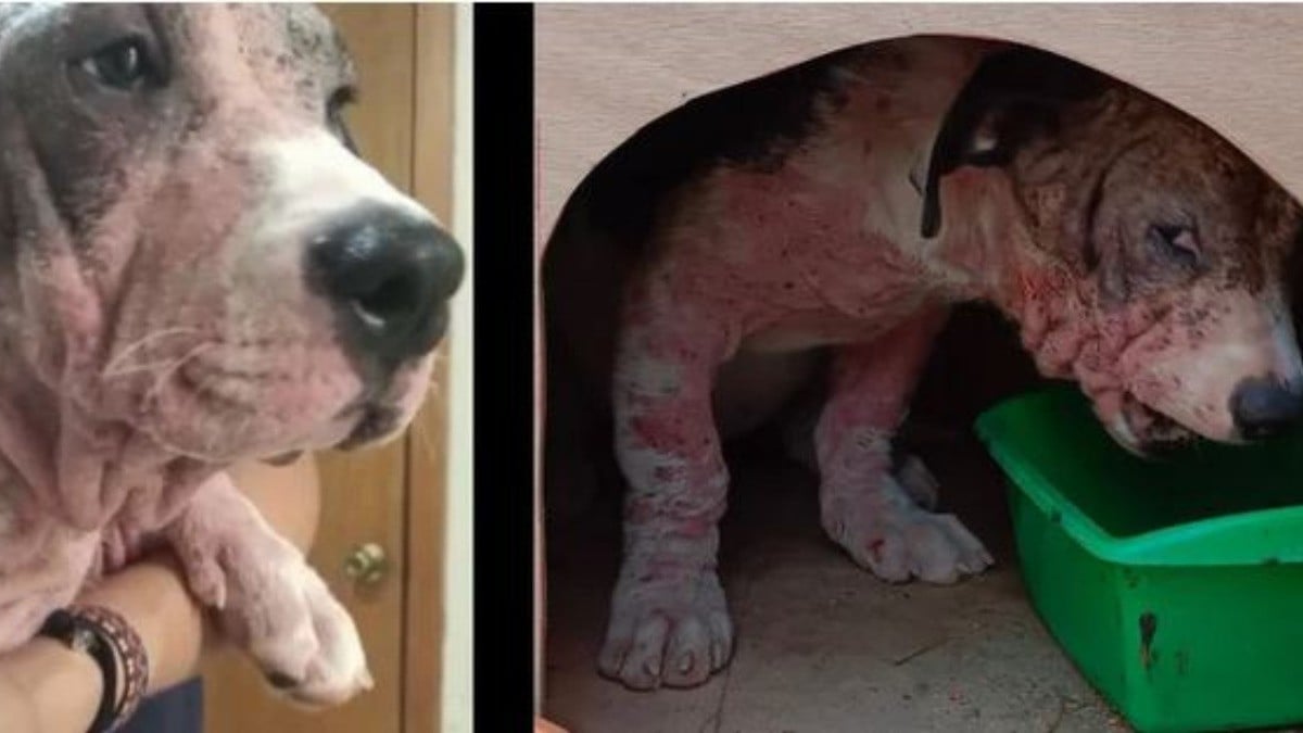 Nachito, el perro apedreado porque estaba embrujado