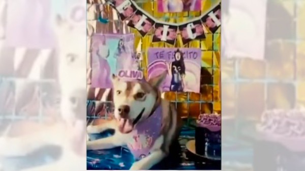 Festeja perrita su cumpleaños ¡con temática de Shakira!