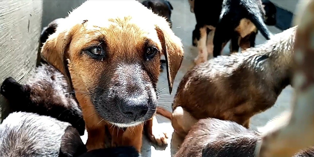 ¡No te olvides de cuidar a tu mascota en estas fiestas patrias!