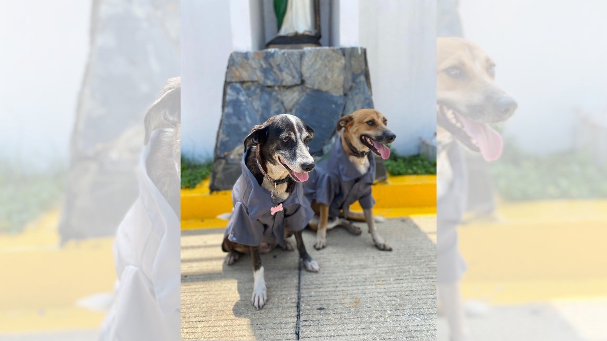 ¿Le orino la llanta, joven?