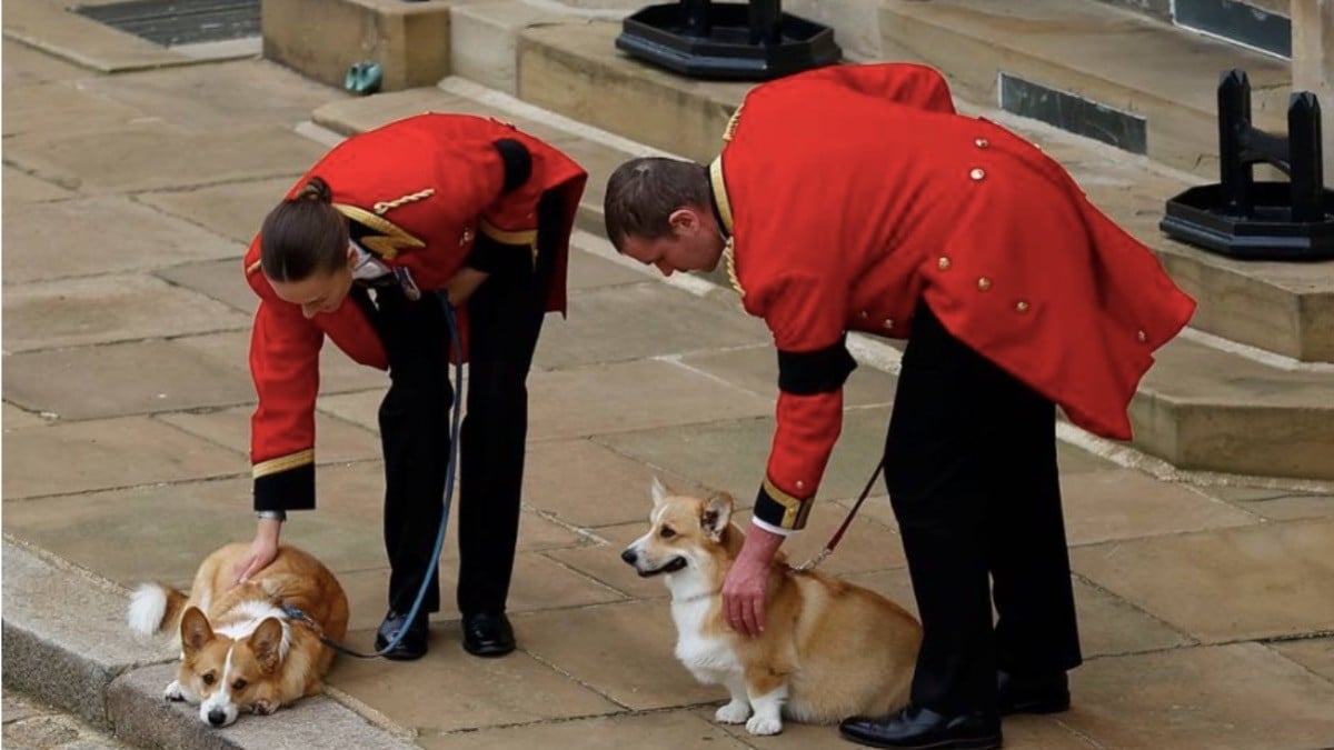 Acuden perritos a funeral para despedir a su reina