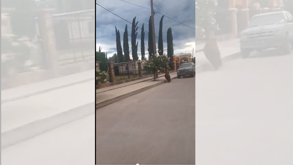Matan a osito en calles de Sonora