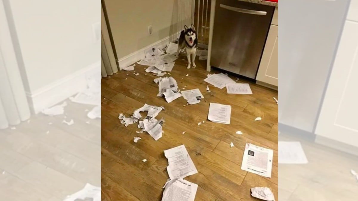 ¡Ahora el perro sí se comió los exámenes!