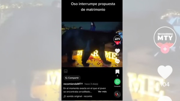 ¡Osito se cuela en propuesta matrimonio!