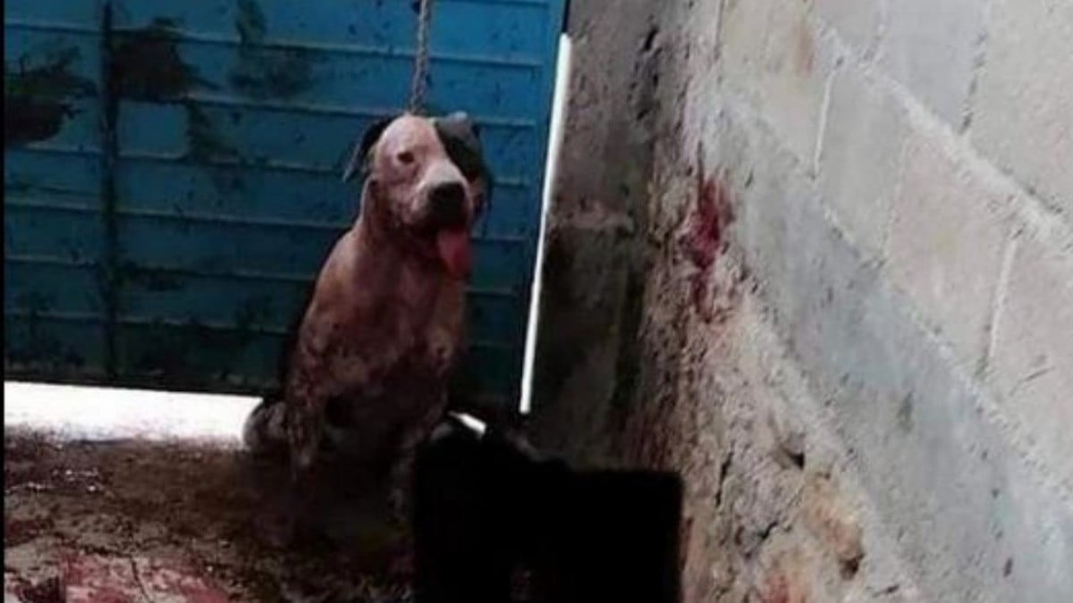 Perro muerde a ladrón y familiares quieren sacrificarlo