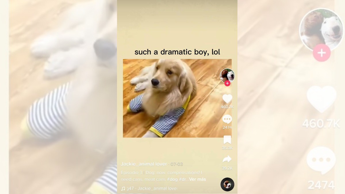 ¡Perrito se hace viral por su gran actuación!