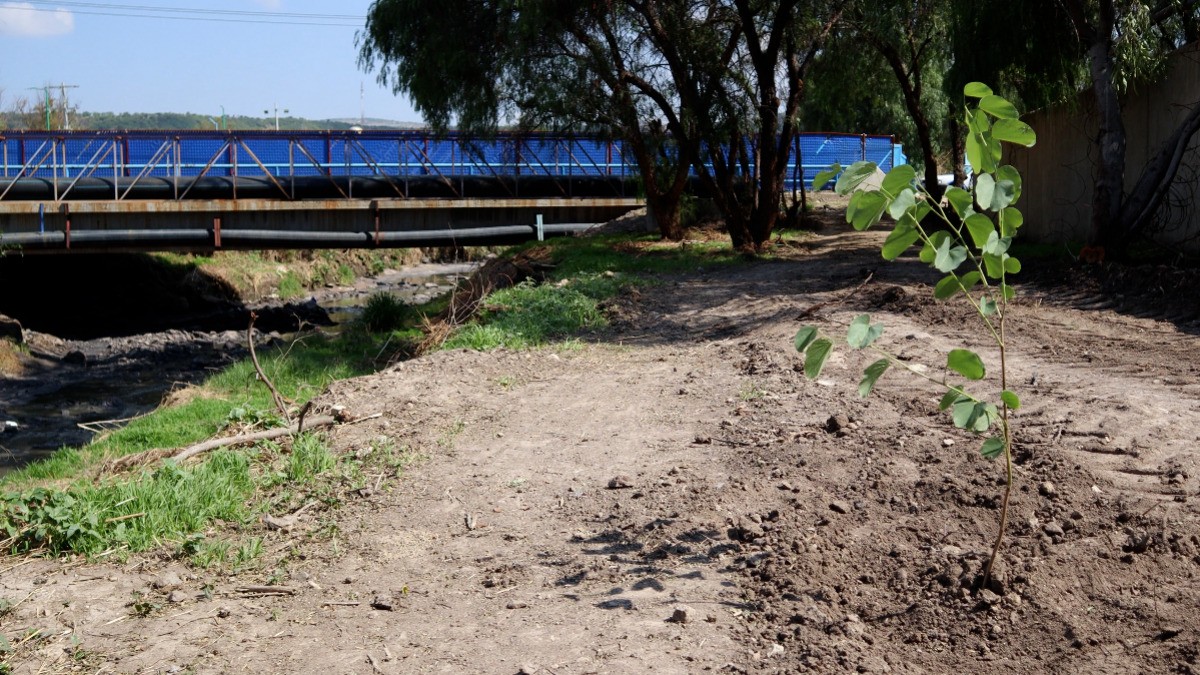 Contribuye Sapal al medioambiente con reforestación