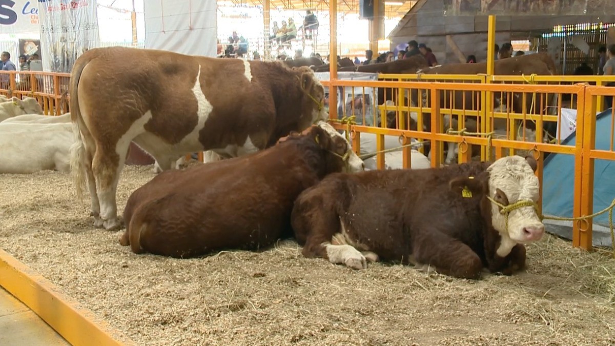 Le quitan terreno de la Feria a Unión Ganadera... pero le donan otro