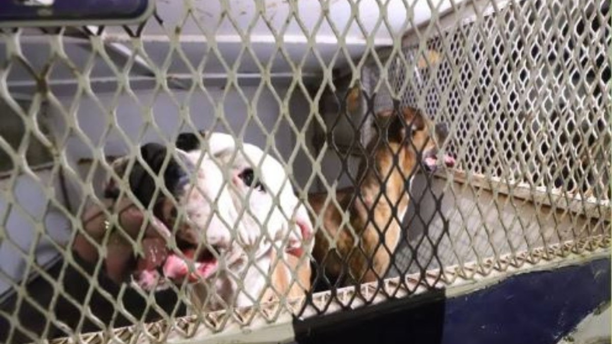 Aseguran a tres perros por maltrato en Joyas de Castilla