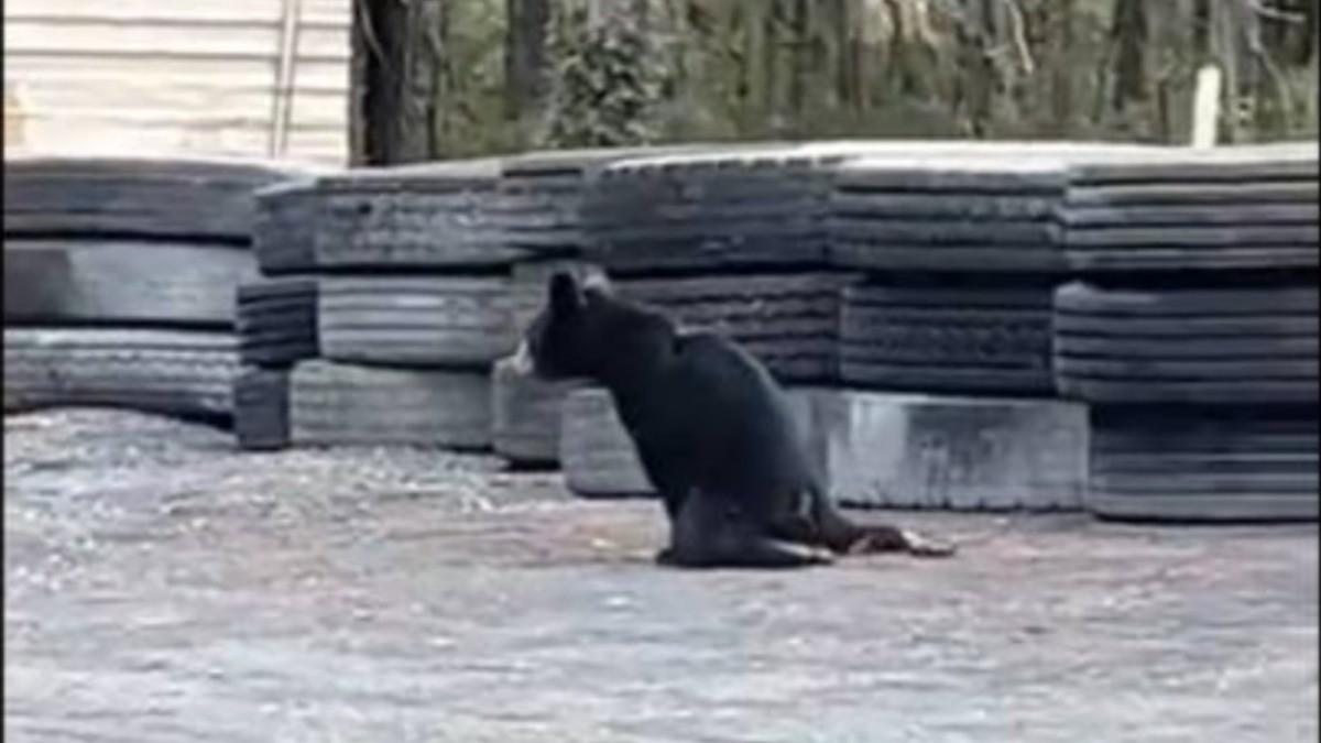 #VIDEO | Este ‘osito bebé’ arrastrándose te romperá el corazón