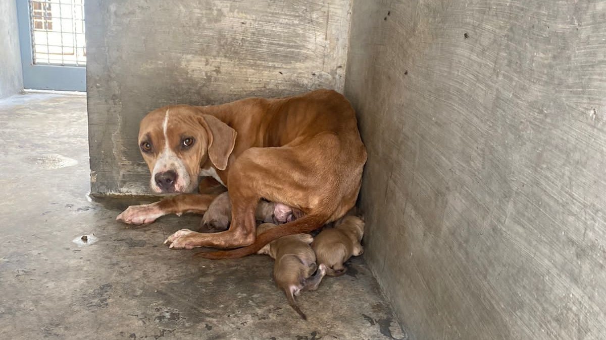 Se salvan perritos ¡de convertirse en tacos!