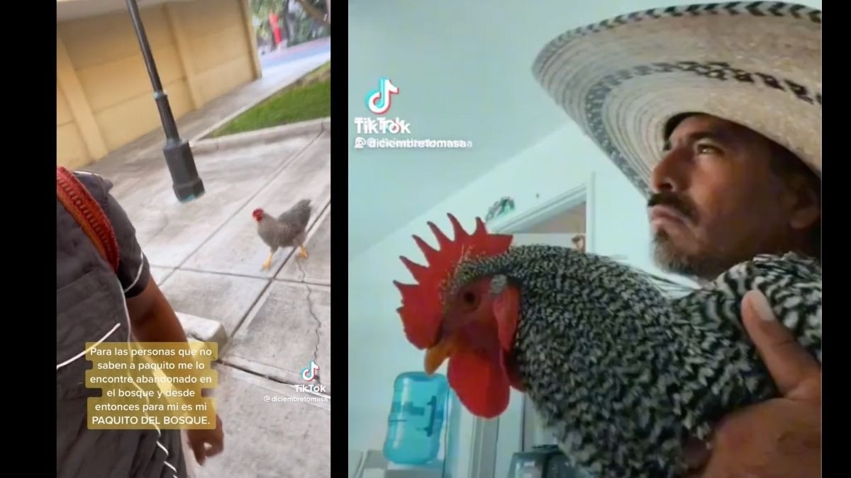 #VIDEOS | ¡Sale a pasear con su gallo ‘paco’!