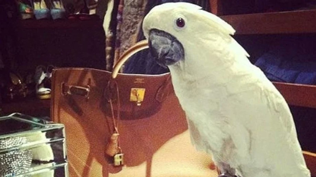 Belinda enfrenta multa por tener animales exóticos