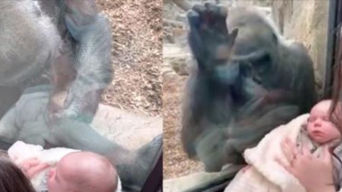 #VIDEO | Mamá gorila y mamá humana hacen maternal conexión