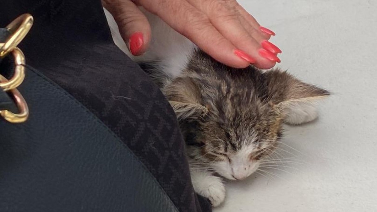 Encuentran hogar seis gatitos en adoptón