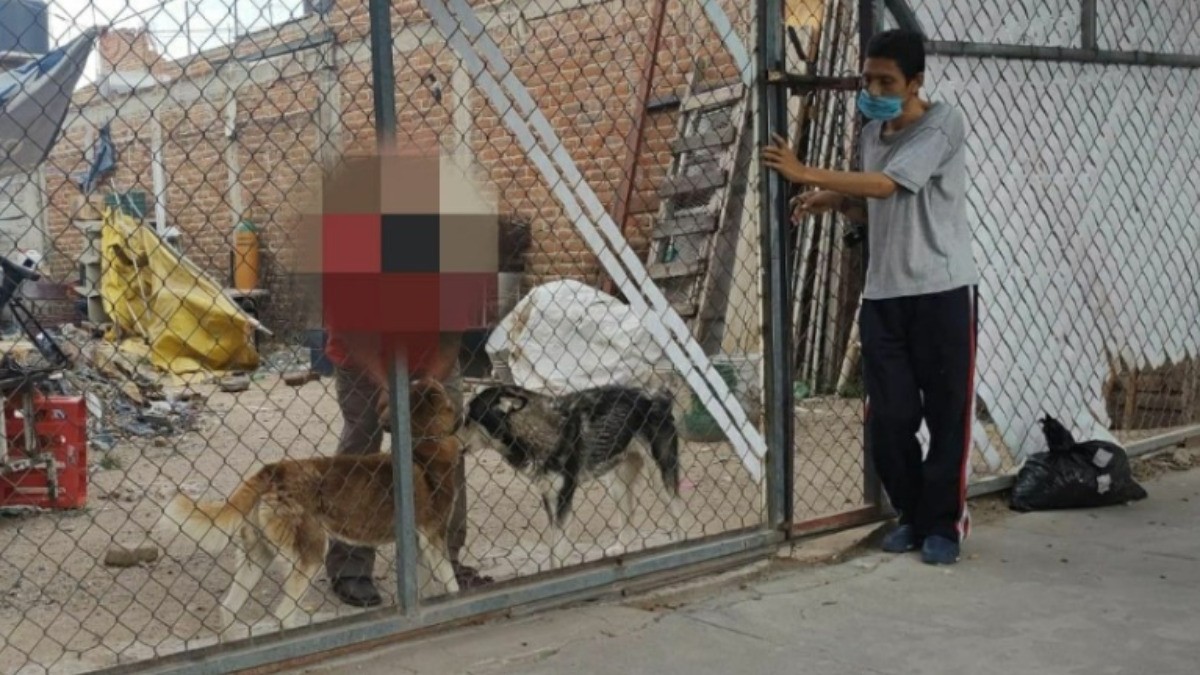Rescata CCBA a tres Huskys tras reporte ciudadano