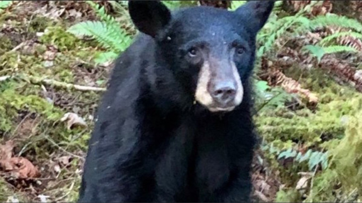 ¿Mi tarea? Se la comió UN OSO NEGRO