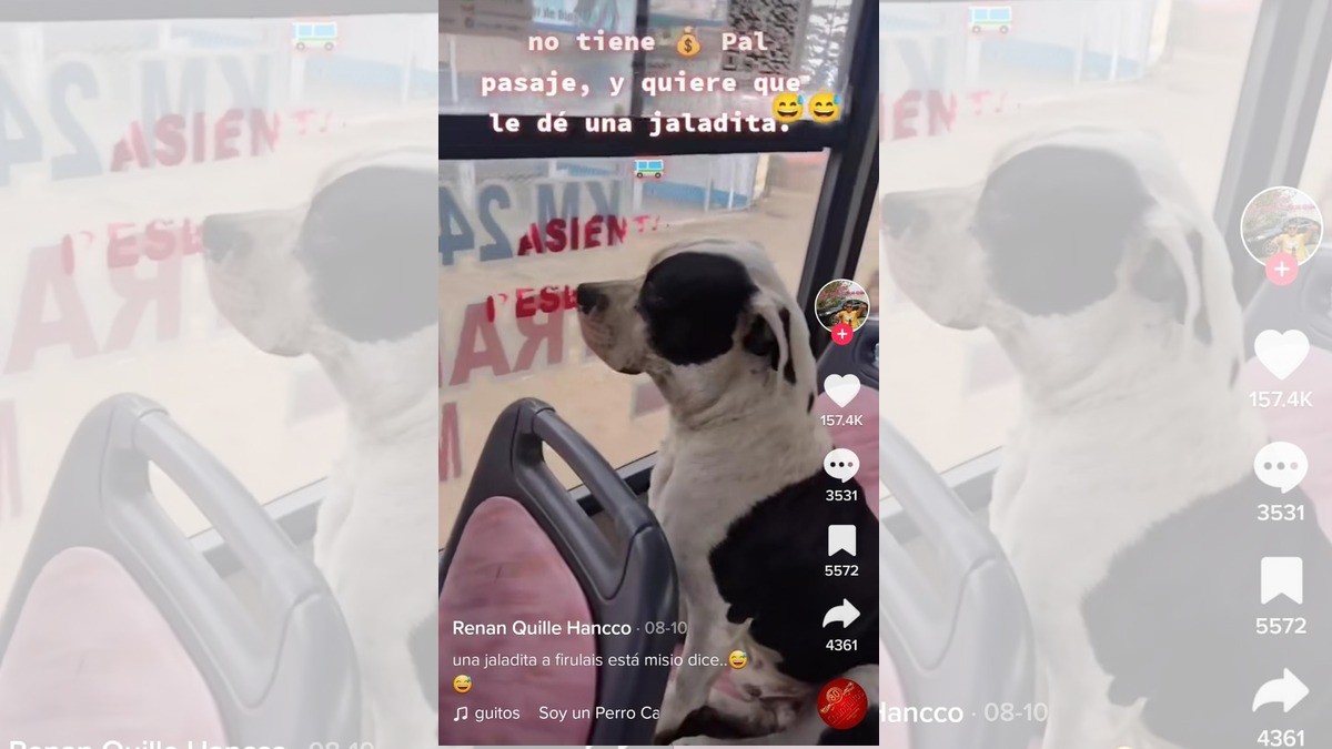 ¡Perrito ignora a boletero para viajar gratis en el camión!