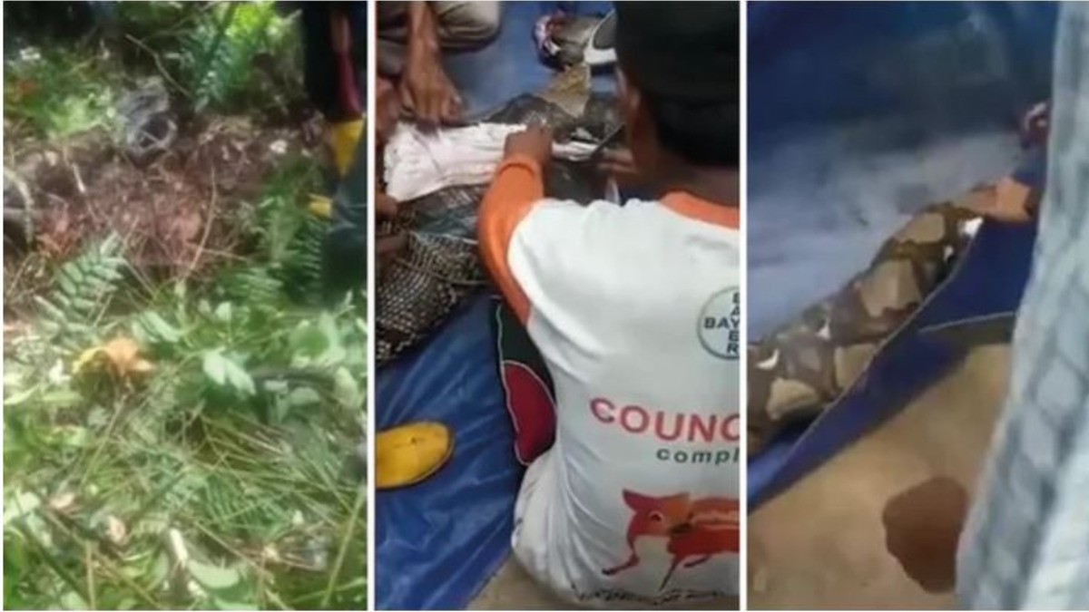 Estaba desaparecida y la encuentran ¡adentro de una pitón!