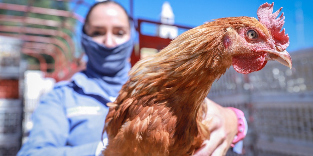 Alemanes que residen en México, ¡demandan a gallo por cantar todo el día!