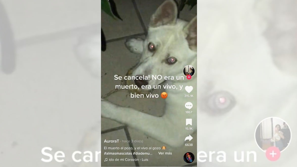 ¡Atrapan a perrito comiéndose ofrenda de muertos!