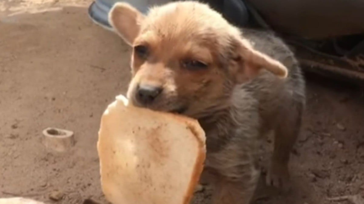 #VIDEO | Salva a perrito infestado de gusanos… ¡y este le regala su pan!