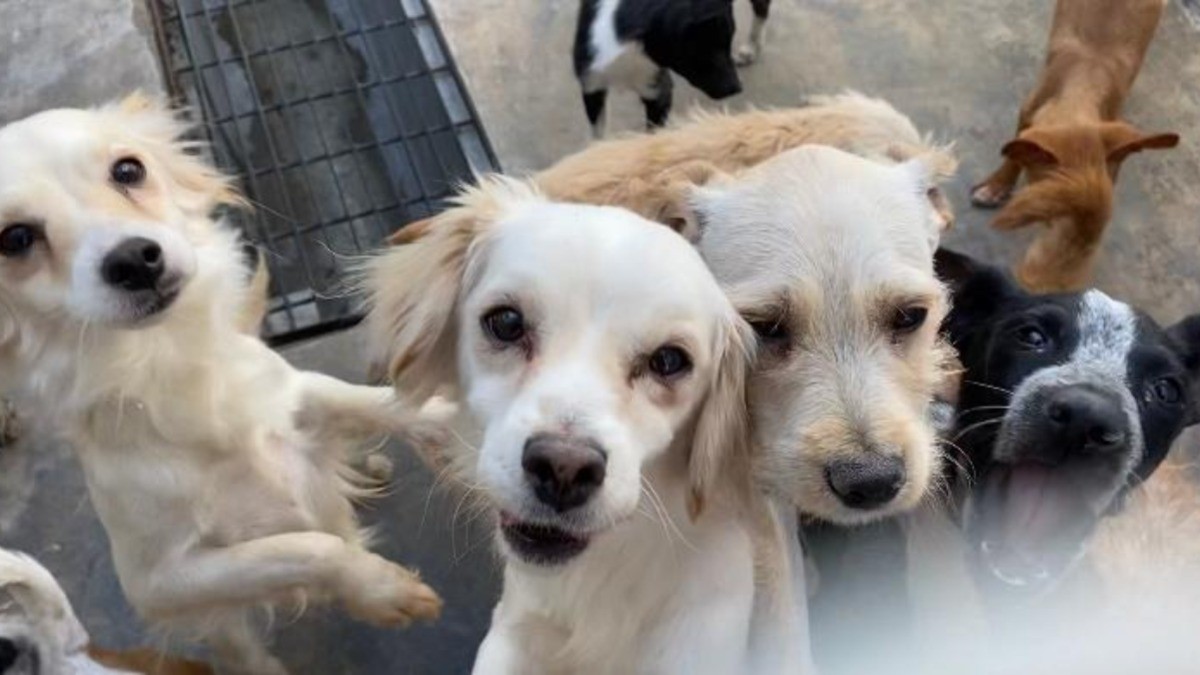 Llevará CCBA a 40 caninos y felinos para adoptar en “Perrhijos Fest”