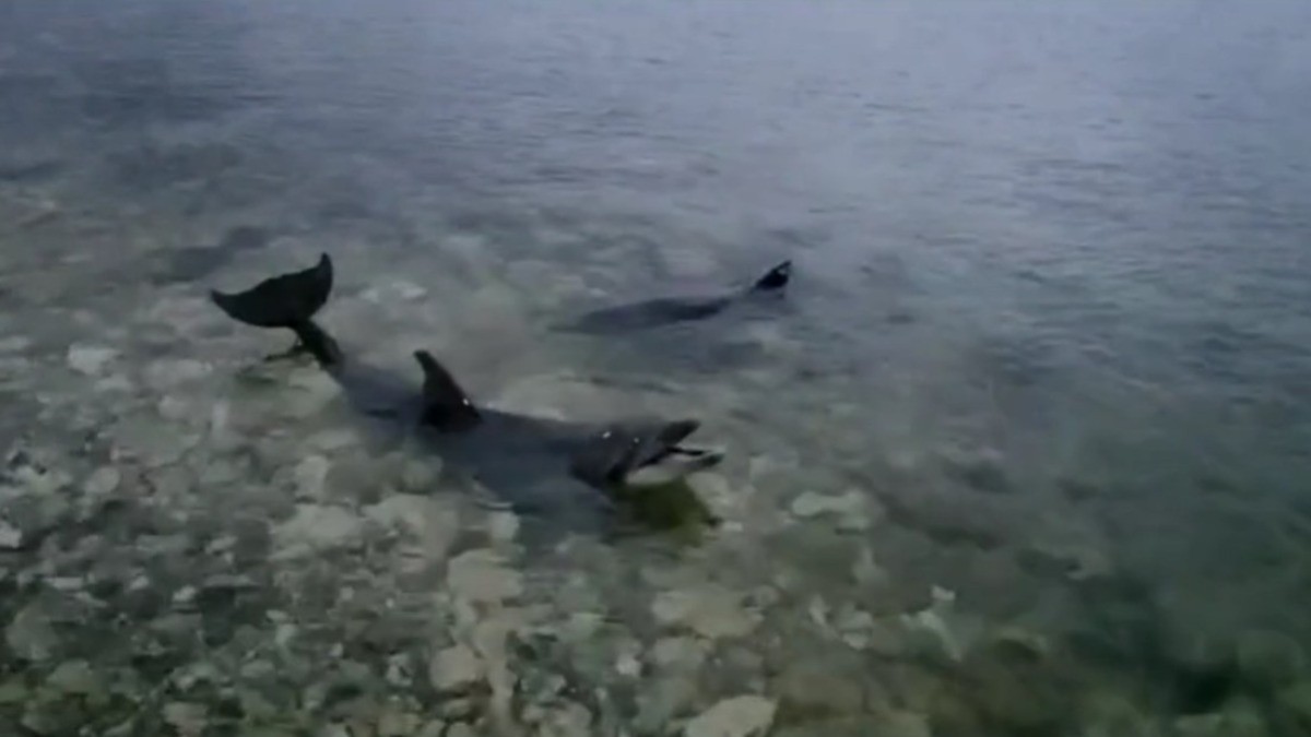 Abandonan en mar de Crimea a delfines con 10 años en cautiverio