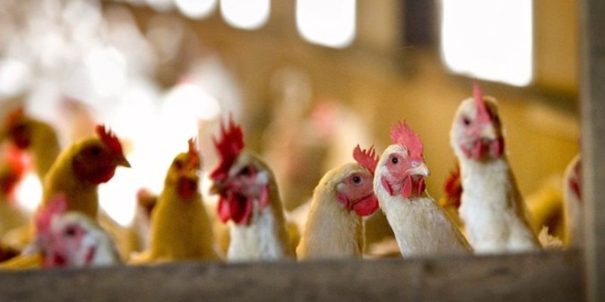 Se extiende influenza aviar AH5N1 a siete estados