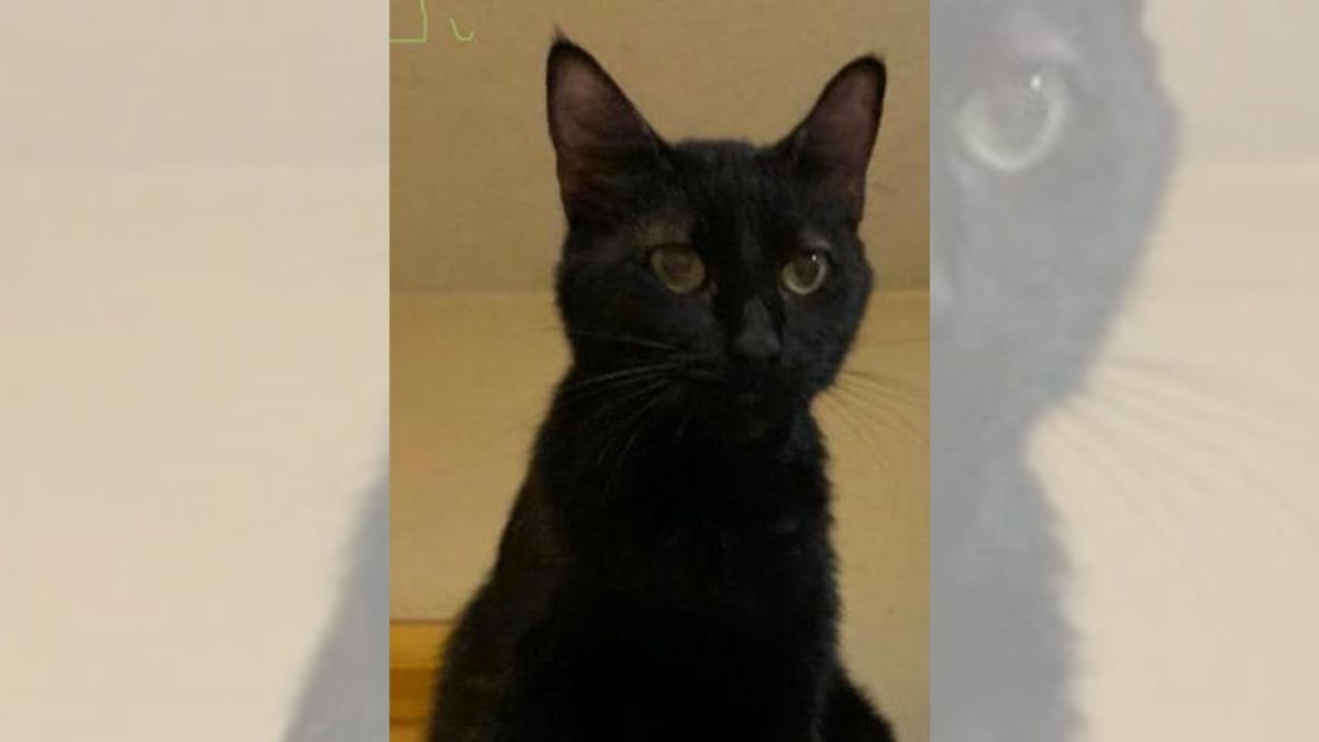 Muerte de Becker podría ser parteaguas para castigar maltrato contra gatitos