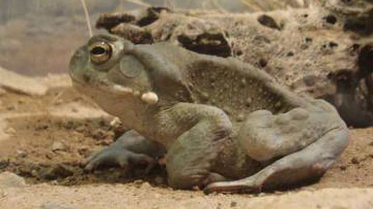 Que no laman el sapo, dice Estados Unidos