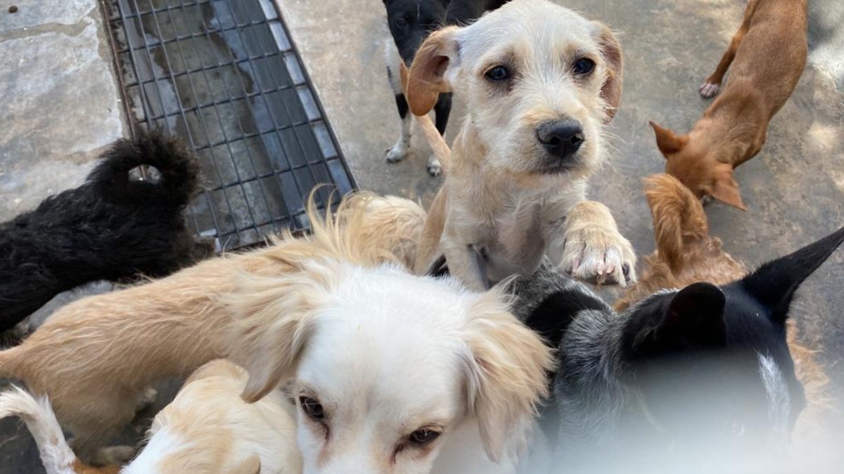 Maltrato animal, una práctica recurrente pese a sanciones