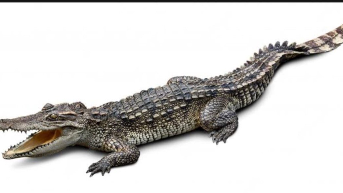 Mujer 'chiquea' a cocodrilo ¡para sacarlo de su casa!