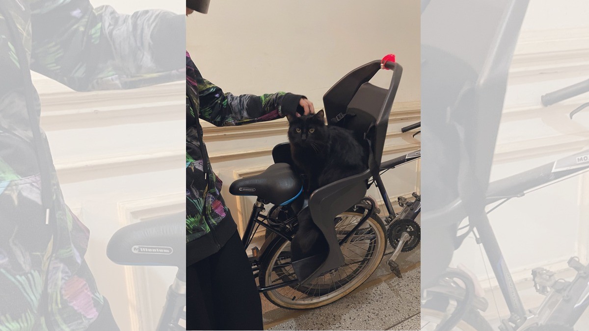 Gato ingresa al departamento de los vecinos, ¡y le roba miles de pesos!