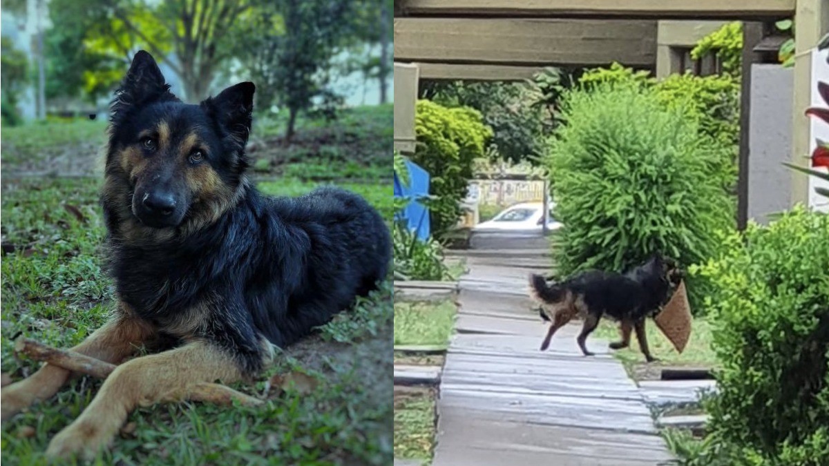 Vecinos reportan robo de tapetes; ¡fue el perro!