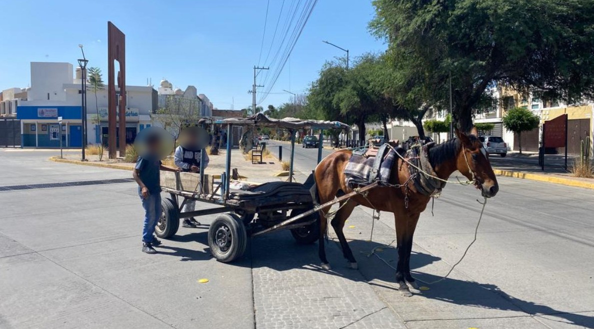 Todavía no hay animales de carga resguardados por el CCBA