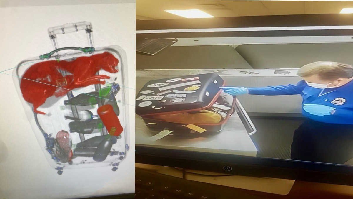 Gato se esconde en maleta, ¡y es descubierto en el aeropuerto!