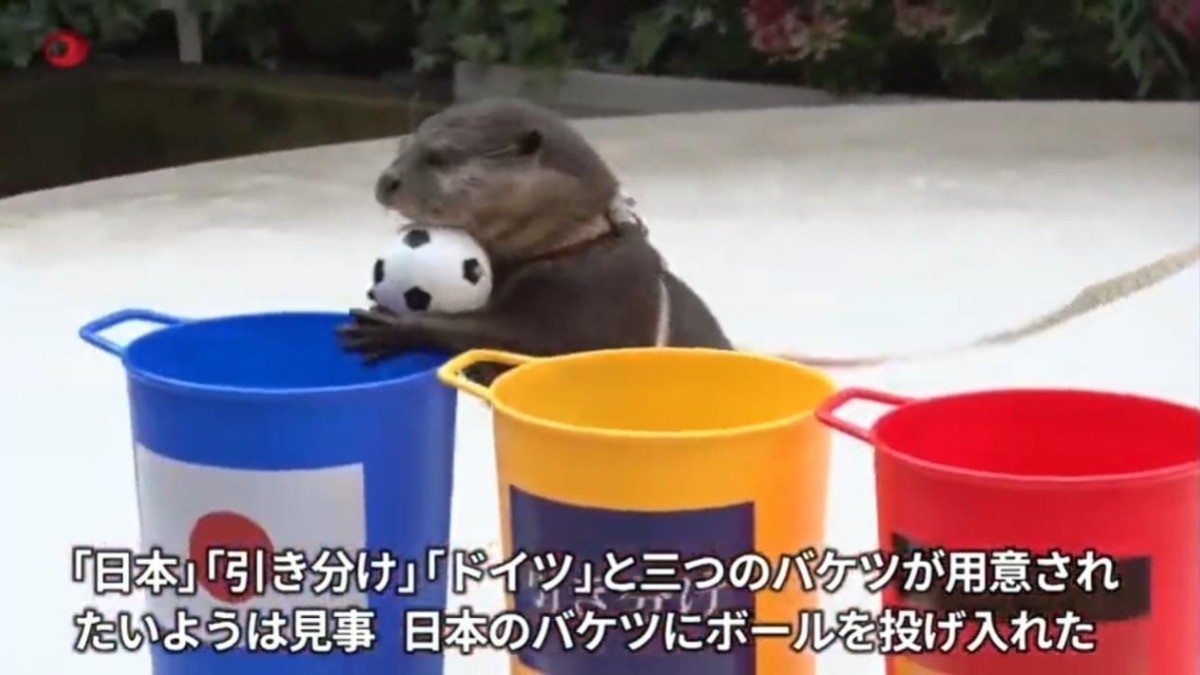 ¡Nutria predice resultados del mundial Qatar 2022!